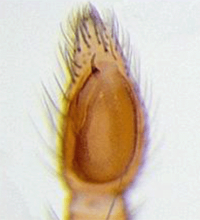 species