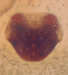 species