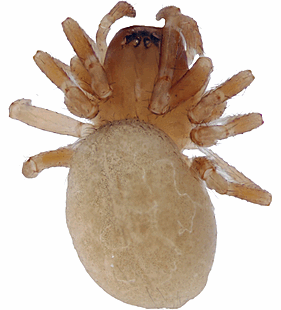 species