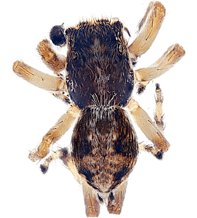 species