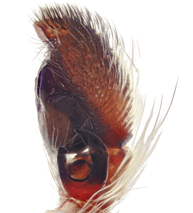 species