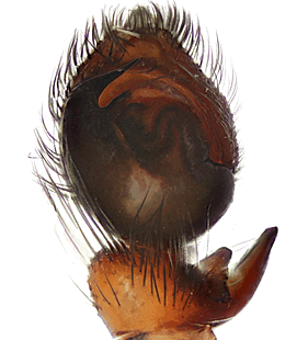 species