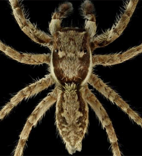 species