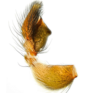 species