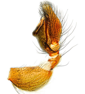 species