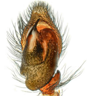 species
