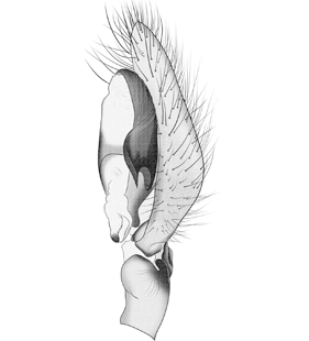 speciesimage