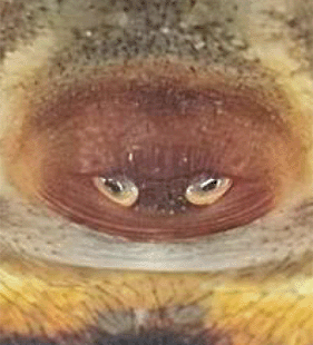 speciesimage