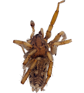 species