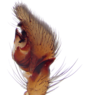 species