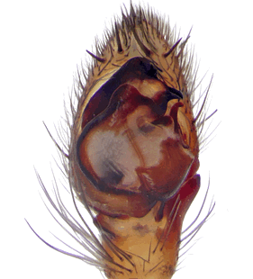 species