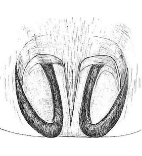 species