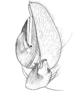 species
