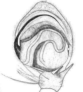 species