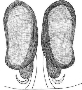 species
