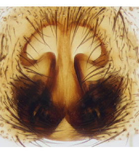 species