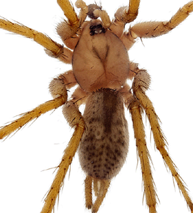 species