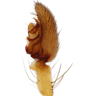 species