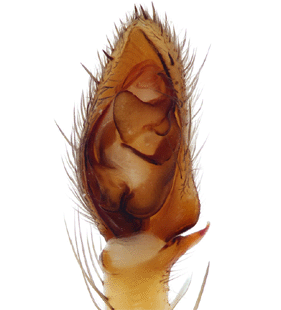 species