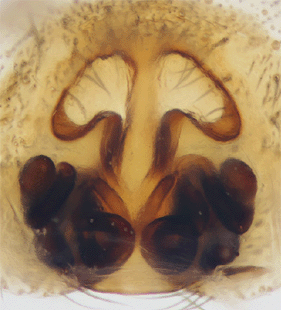 species