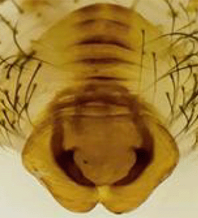 species