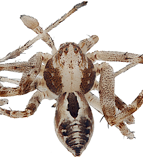 species