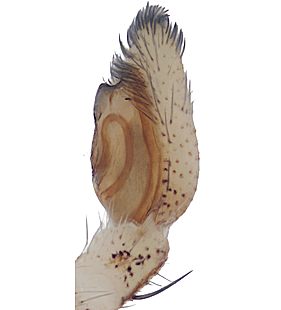 species