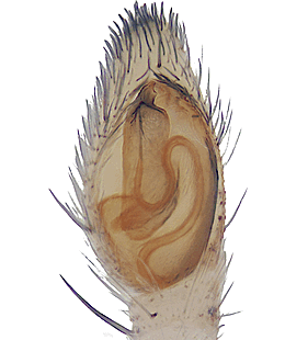 species
