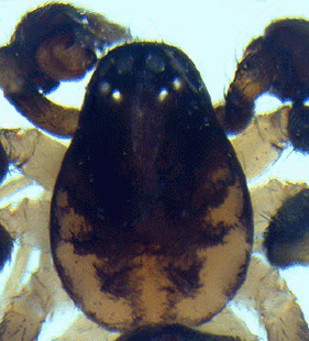 speciesimage