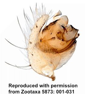 speciesimage