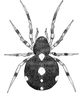 species