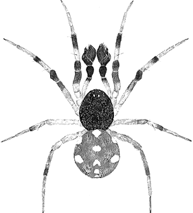 species