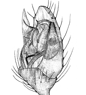 species