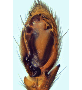 species
