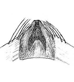 species