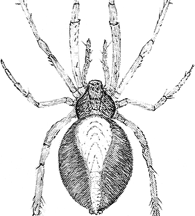 species