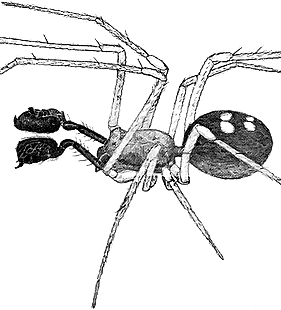 species