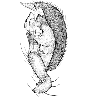 species