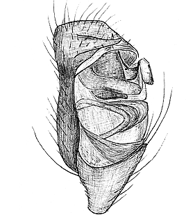 species