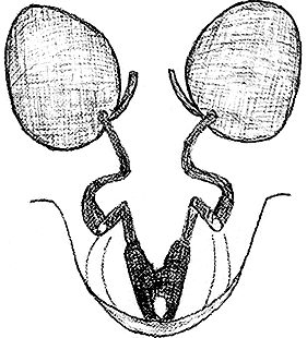 species