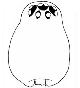 species