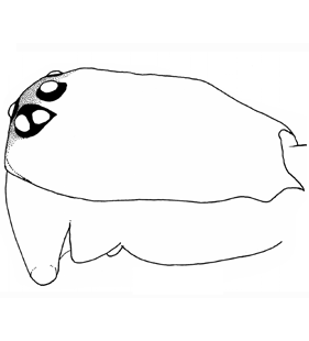 species