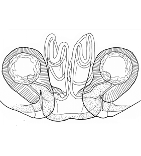 species