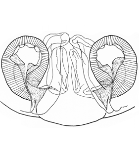 species