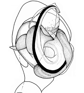 species