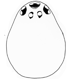 species