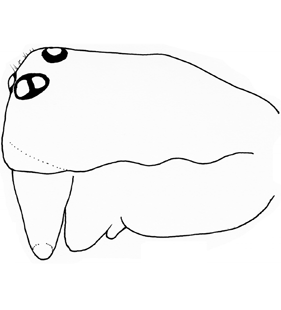 species