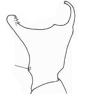 species