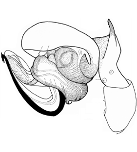 species