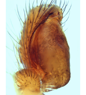 species